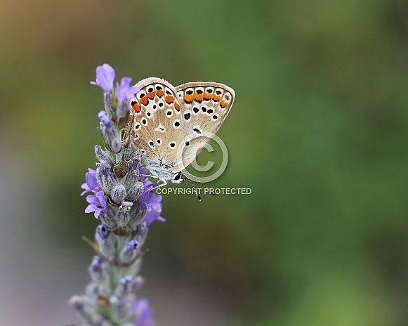 Common Blue Butterfly On Lavender
