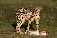 Cheetah standing over kill