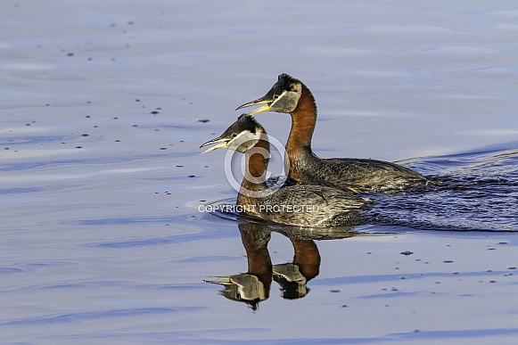 Red-necked Grebe Mated Pair  in Alaska