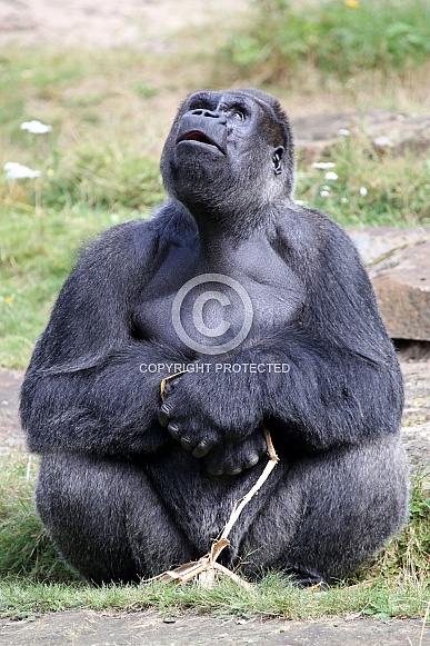 Western lowland gorilla (Gorilla gorilla gorilla)