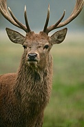 Red deer stag with horns