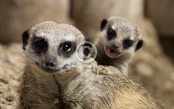 Meerkat mum and pup