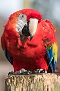 Scarlet Macaw Full Body Shot