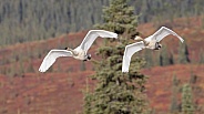 Trumpeter Swan Pair flying in Alaska