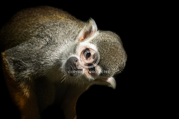 Squirrel Monkey Close Up Head Tilt