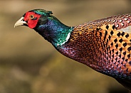 Cock Pheasant Portrait