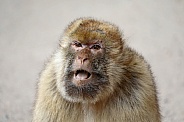 Barbary macaque (macaca sylvanus)