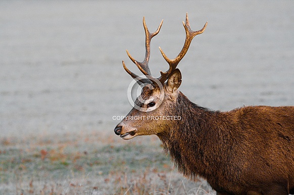 Young Red Deer Stag in Winter