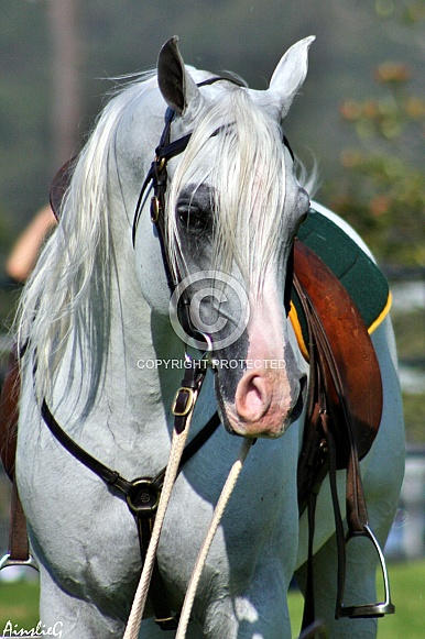 Arabian in Australian Stock Horse Tack