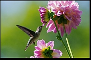 Hummingbird at a flower