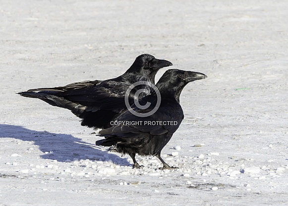 Pair of Common Raven in Alaska