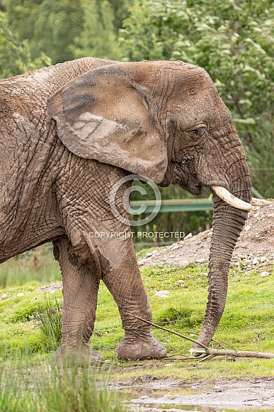 African Elephant Side Profile