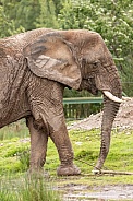 African Elephant Side Profile