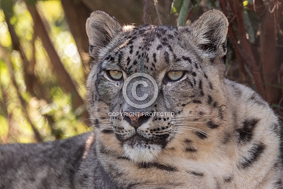 Snow Leopard Close Up Face Shot
