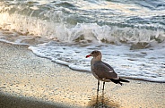 Seagull Strolling Shoreline at Sunset