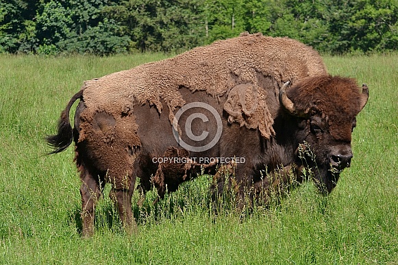 North American Plains Bison - Bull
