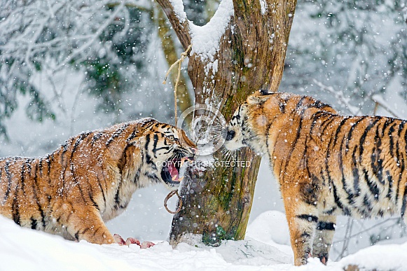 Amur Tigers in Snow