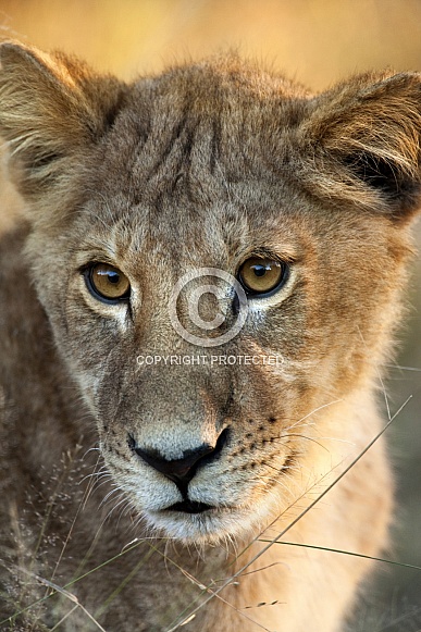 Lion cub - Okavango Delta - Botswana