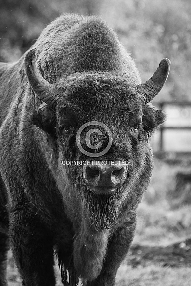 Bison Portrait in Black and White