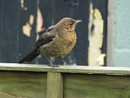 Juvenile blackbird on a fence