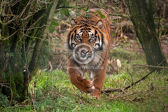 Sumatran Tiger Stalking Full Body Towards Camera