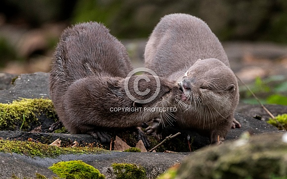 Asian Short Clawed Otters Kissing