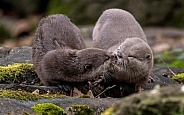 Asian Short Clawed Otters Kissing