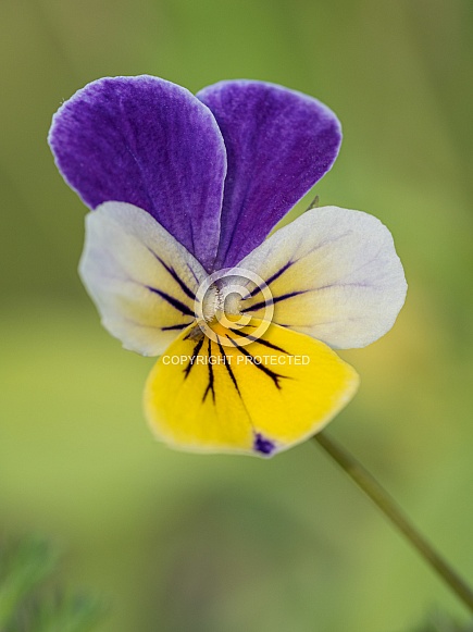 Macro of a Viola Flower
