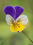 Macro of a Viola Flower