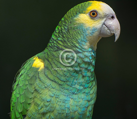 Orange Winged Amazon Parrot