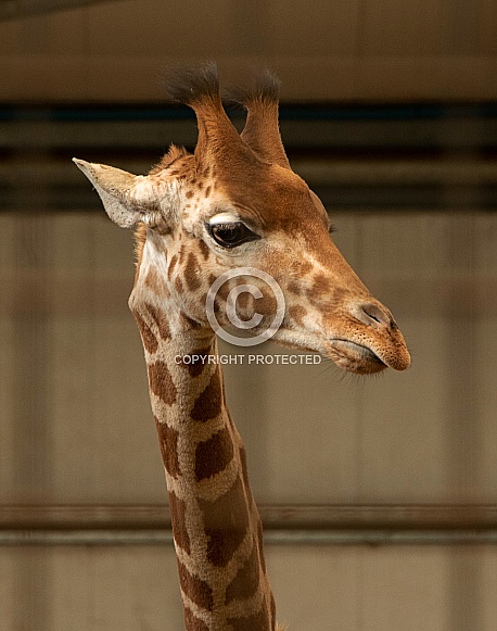 Young Kordofan Giraffe Close Up