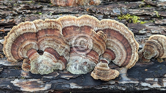 Close up of bracket fungus growing out of tree bark