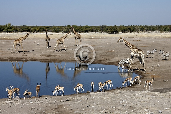 African wildlife at a waterhole - Namibia