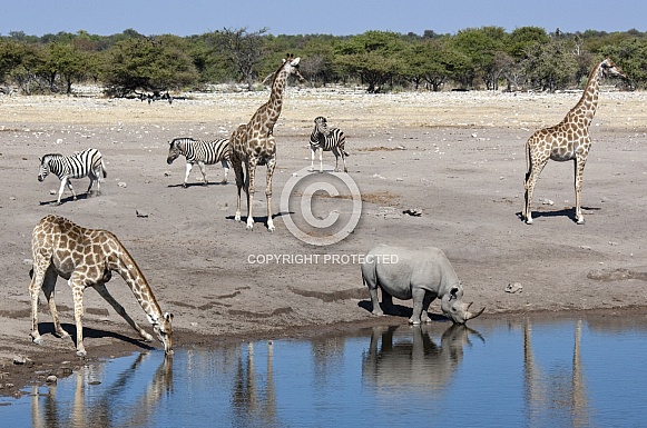 Wildlife at a busy waterhole - Namibia