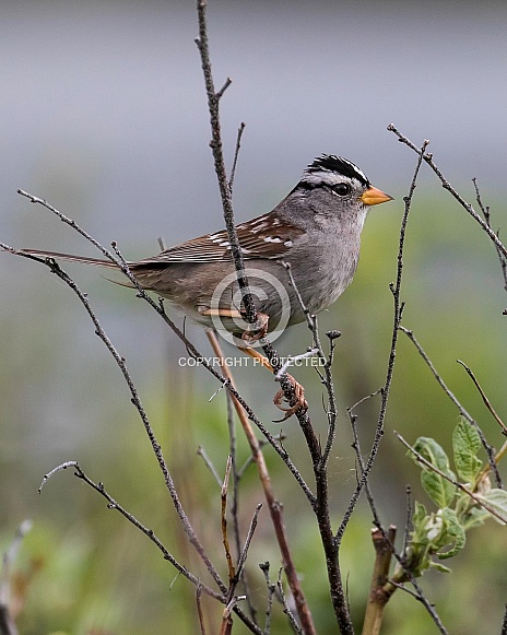 White-crowned Sparrow Perched on a Branch