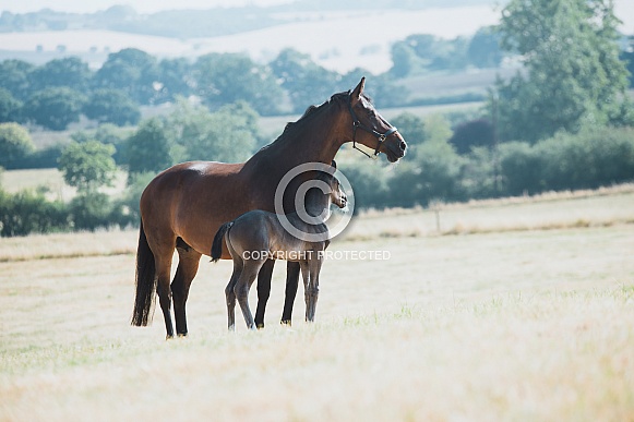 Warmblood Mare and Foal