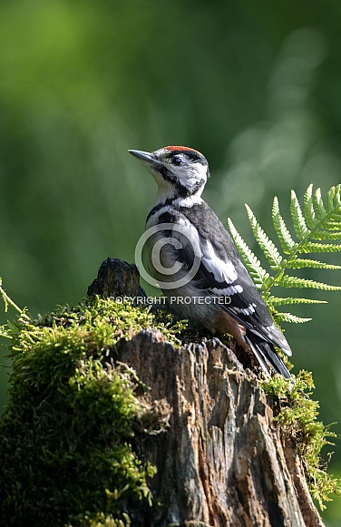 Greater Spotted Woodpecker