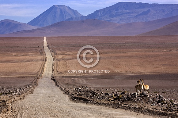 Vicuna - Atacama Desert