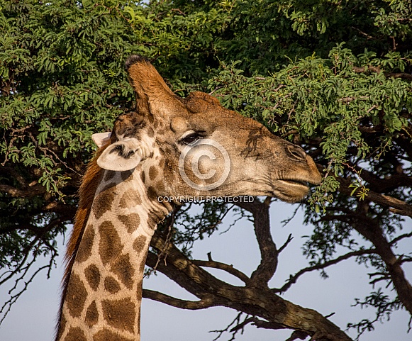 Giraffe Side Portrait