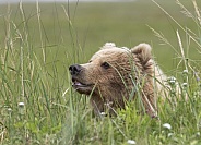 Female bear sticking her head up in the tall grass