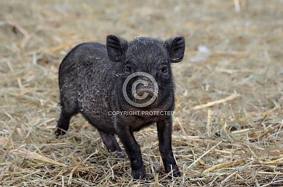 Miniature Pig