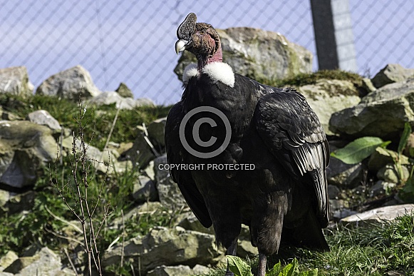 Andean condor male