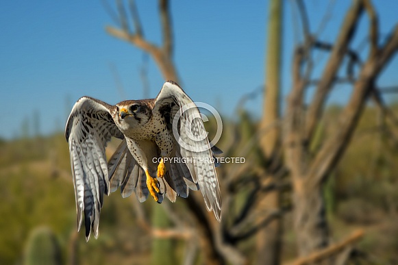 Falcon - Prairie Falcon in Flight
