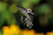 Hummingbird-Anna Hug