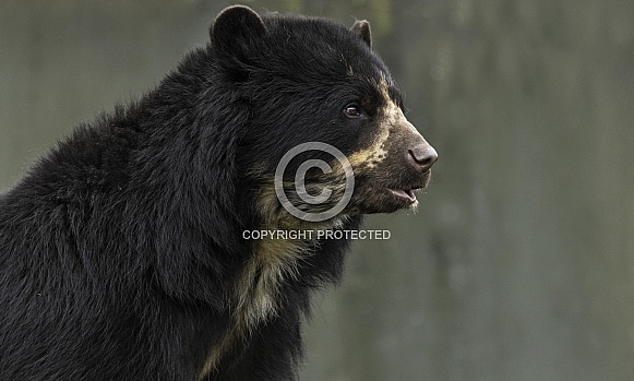 Andean Bear Close Up Head Shot Mouth Open
