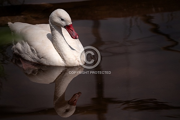 Coscoroba Swan Swimming Reflection In Water