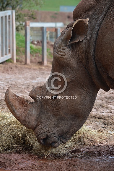 Rhino Profile