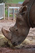 Rhino Profile