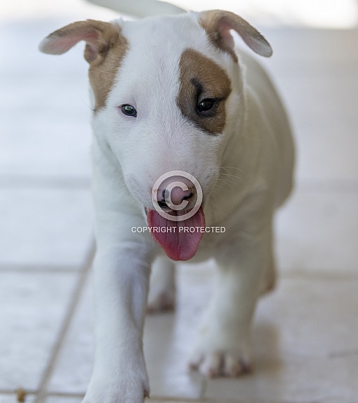 White bull terrier puppy outside playing