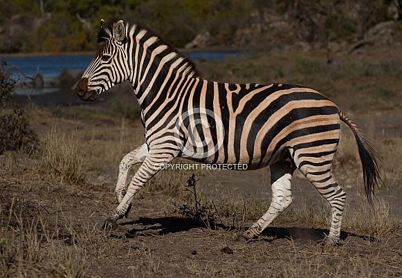 Zebra